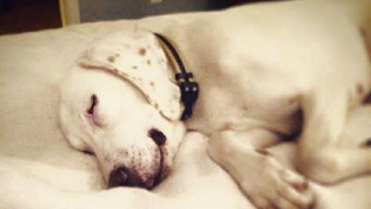 Dog’s Returned To Shelter 11 Times Before Staff Realizes He’s Had A Home All Along