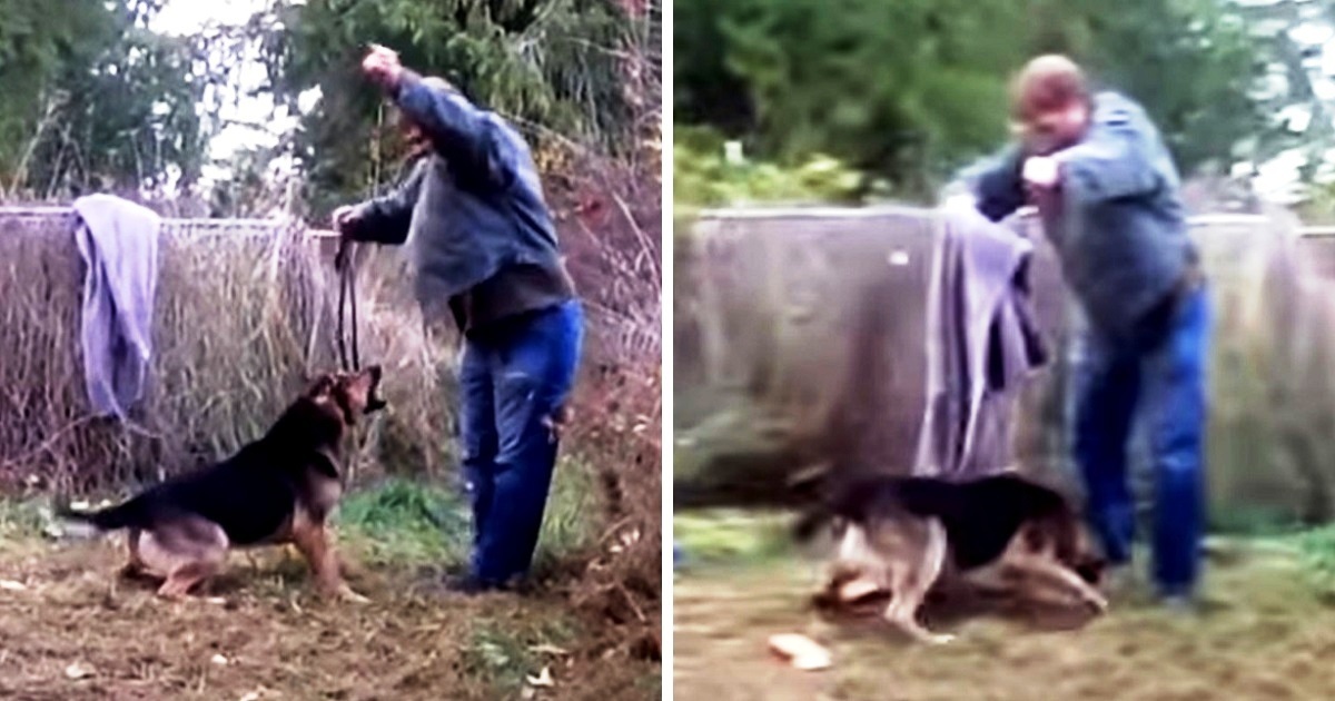 Man Tried To Free Dog Who Was Chained All His Life But Dog Lunges Right At Him