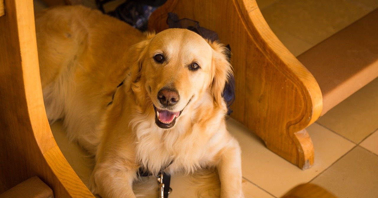 10 Dog Breeds That Eat Their Poop The Most