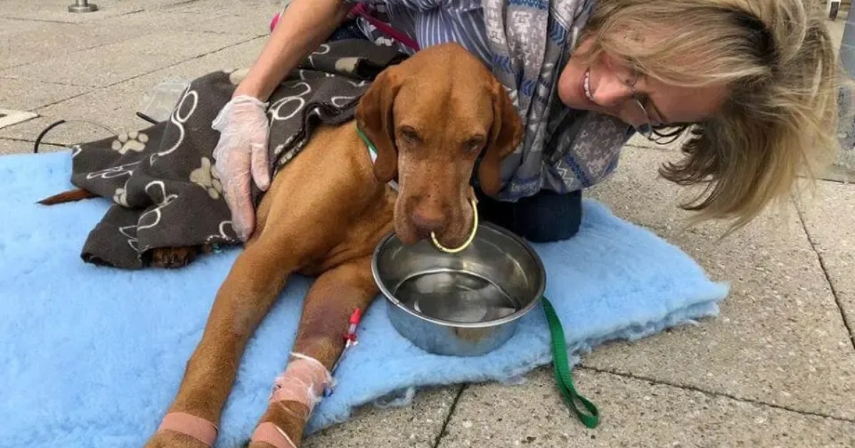 Pet Owner Issues Urgent Warning After Dog Tragically Dies from Eating Brownies Containing Sugar Substitute