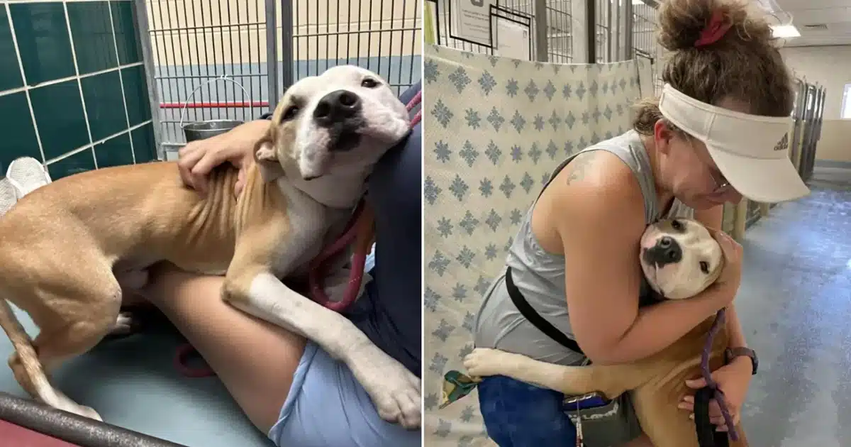 Shelter Dog Faces Euthanasia, Uses Hugs to Change His Fate