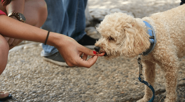 How CBD Oil Can Increase Your Dog’s Appetite And Prevent Nausea & Vomiting