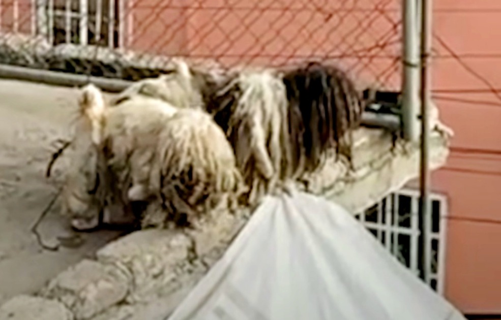 Matted Dogs Chained On Rooftop Get The Call They’ve Been Waiting For
