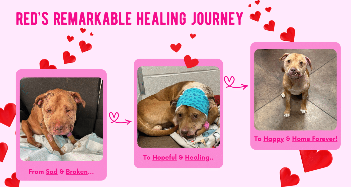 Red's Remarkable Healing Journey