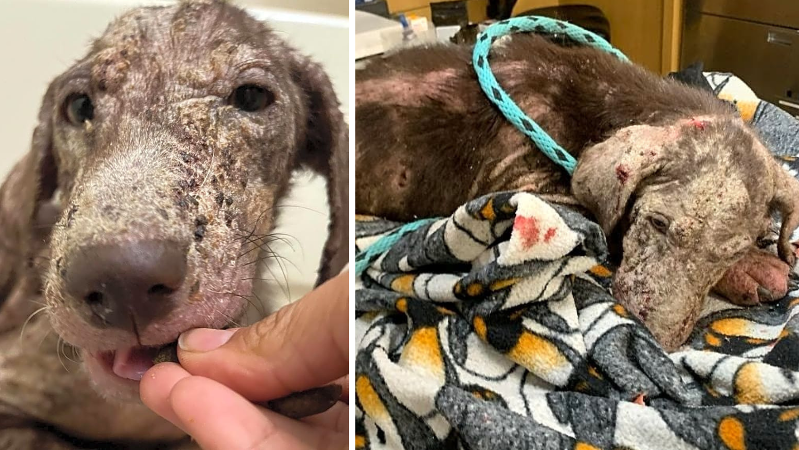 Emaciated, Neglected, Hairless Pup Shows Glimmer of Hope in His Eyes