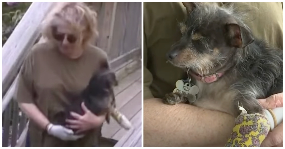 Dog Mom Fights Off Deranged Animal Attacking Her Dog In Backyard