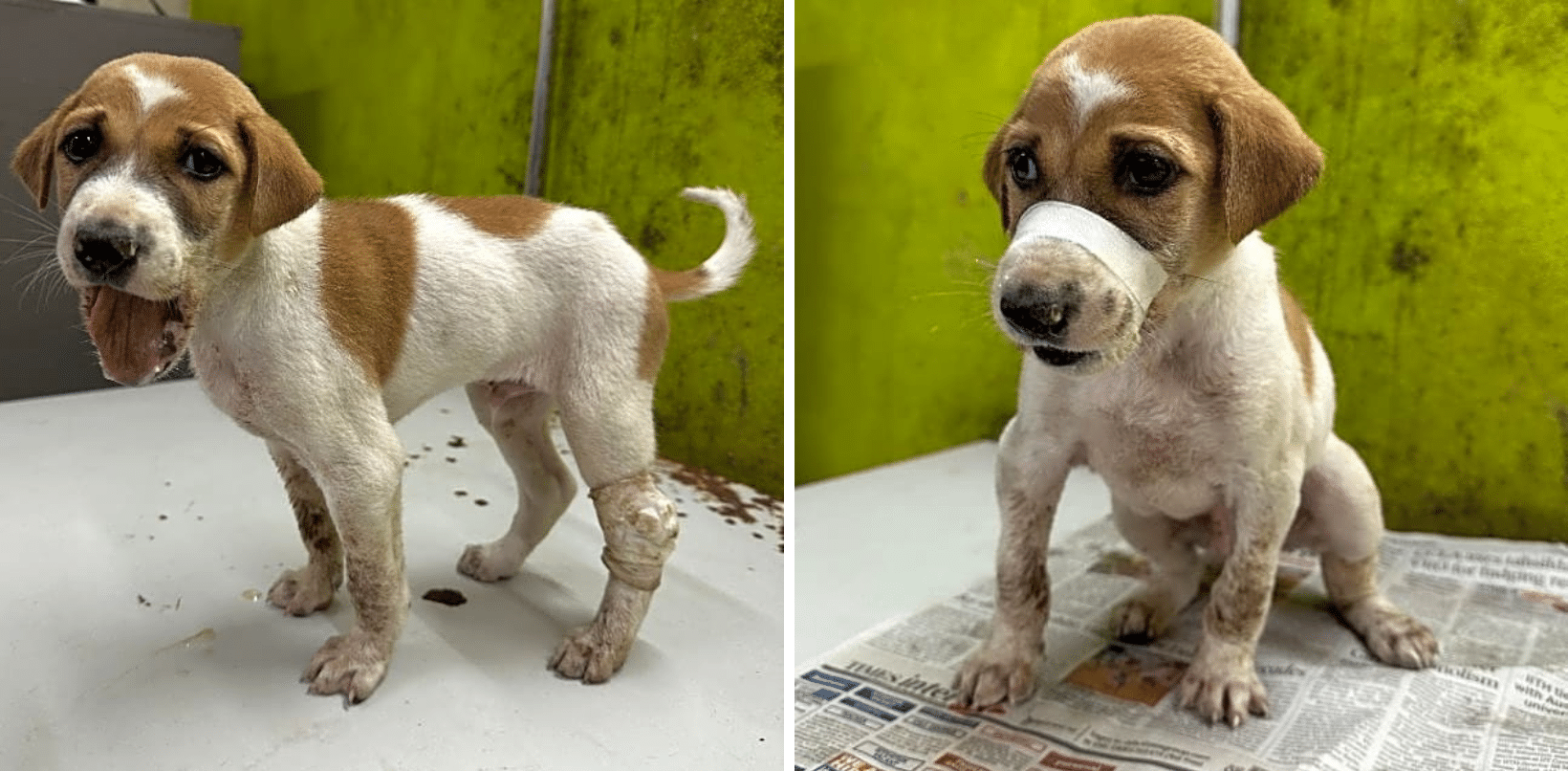 Street Puppy Could Have Starved With A Broken Jaw