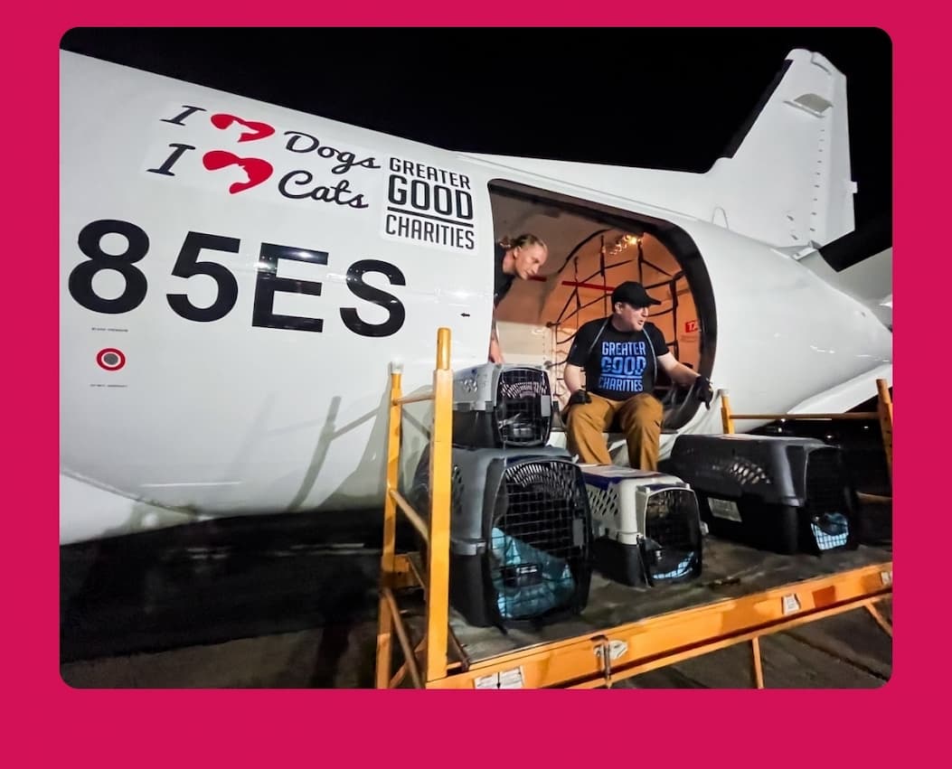 Every Purchase Helps Feed Hungry Shelter Dogs