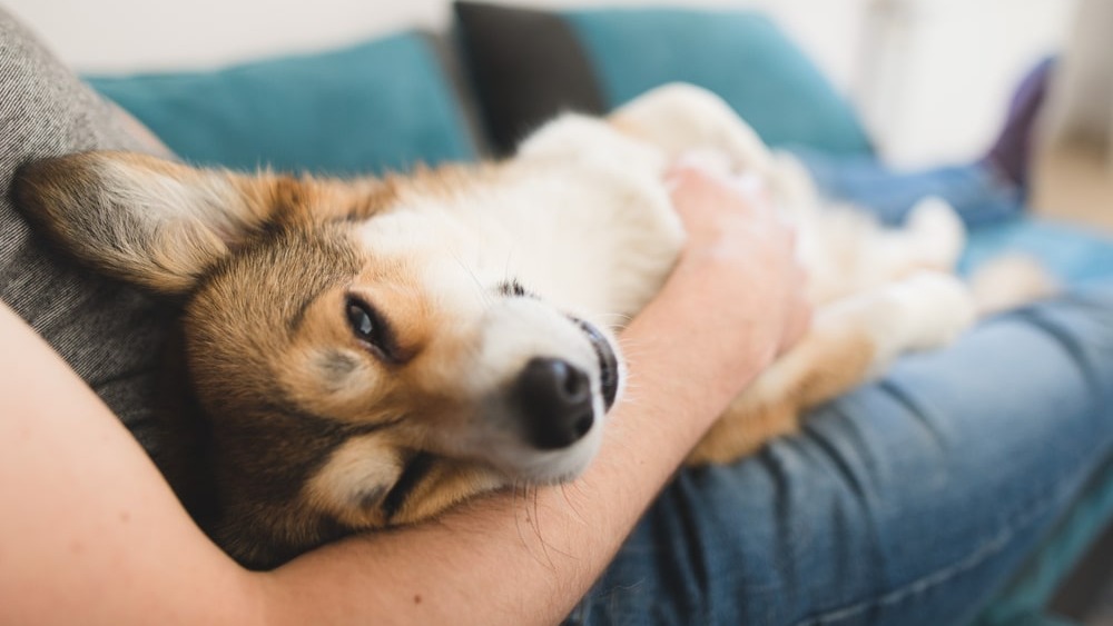Goodbye Pills, Hello Healing: Discover Drug-Free Pain Solution for Dogs