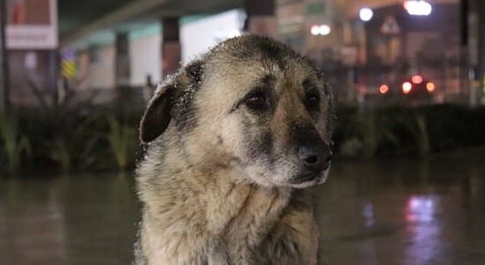 Stop the Killing of Dogs Tied to World Cup Preparations