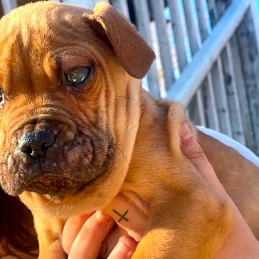 Puppy Suffering From Painful Skin Condition Needs Your Help