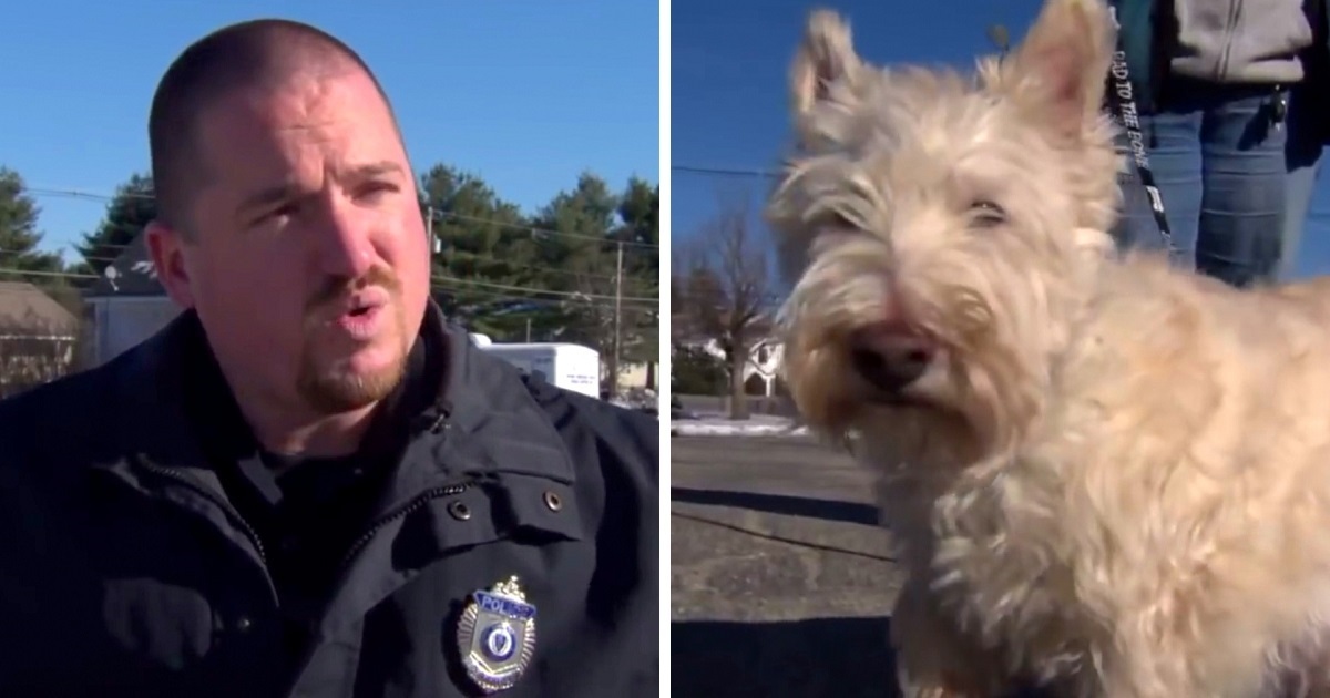 Tiny Dog Runs Up To Cop And Starts Barking Loudly, Begs The Cop To Follow Him