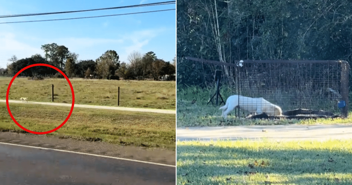Lost Dog Dodges Dangerous Traffic, But Kind Stranger Refuses to Walk Away