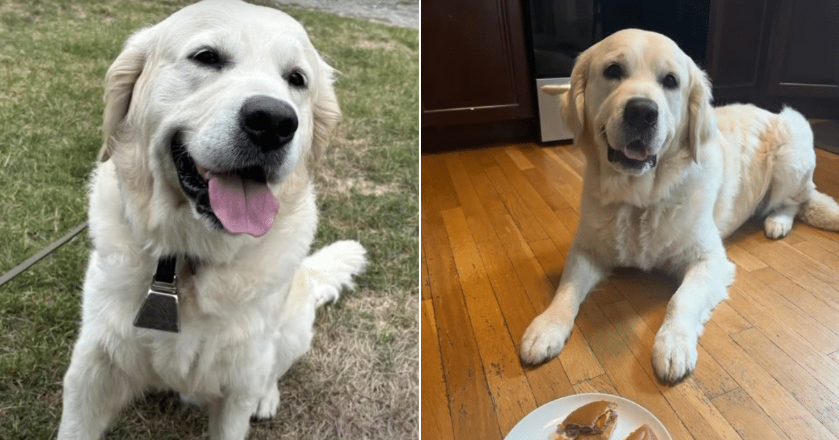 Police Dog Rewarded with McDonald’s Happy Meal After Locating Missing Dementia Patient