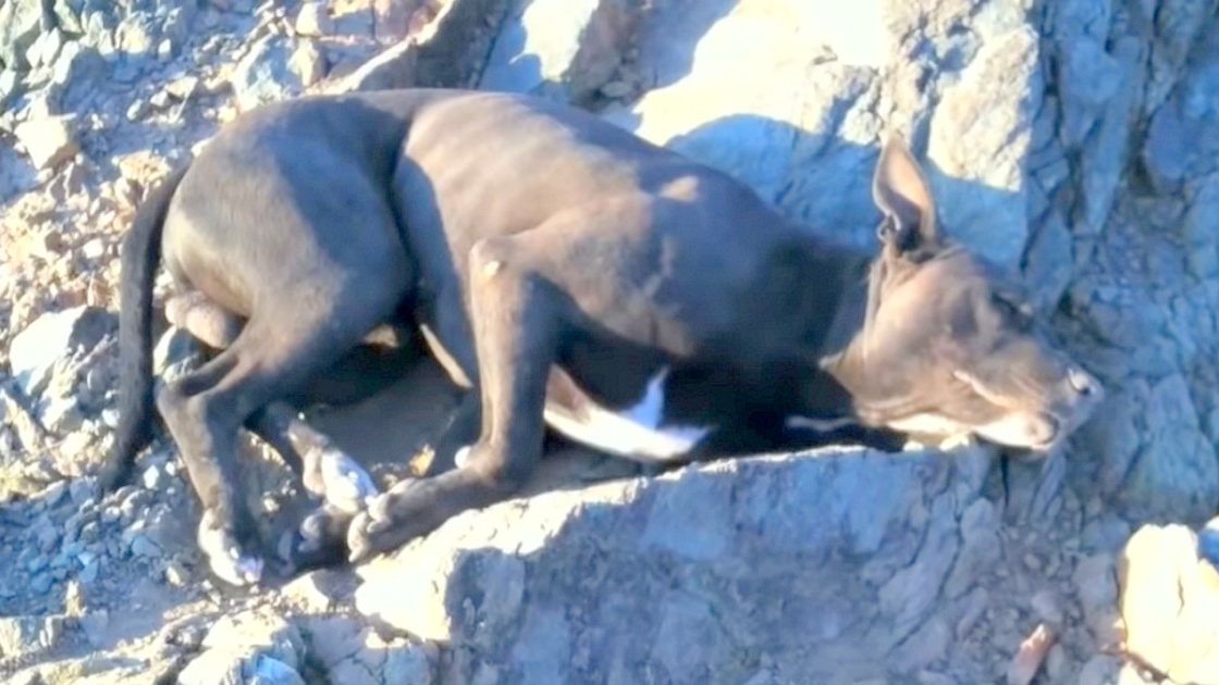 Hiker Finds ‘Dying’ Dog With Bullet Wounds, Carries Him For An Hour To Find Help