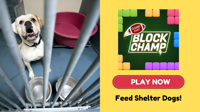 Have Fun AND Feed Shelter Dogs!