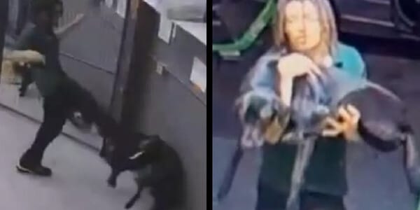 Kennel Worker’s Violent Rage Leads to Dog’s Death