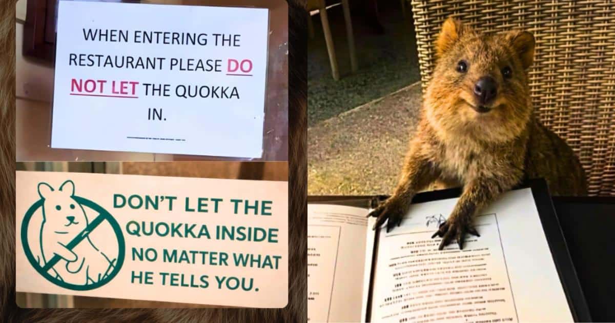 Restaurant Tried to Ban a Quokka but The Quokka Didn’t Care