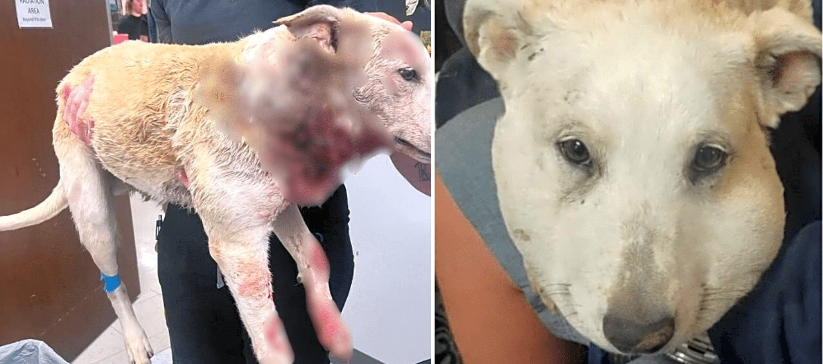 Jax Was Viciously Attacked by Two Dogs, Nearly Crushing His Throat