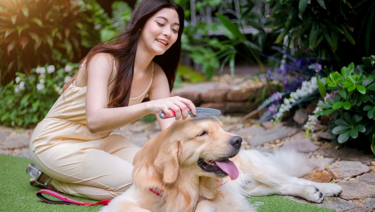 Go Green With These 15 Amazon Eco-Friendly Dog Essentials