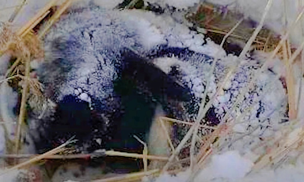 Traveling From Work, Guy Saw Something Black And Furry On Cliff