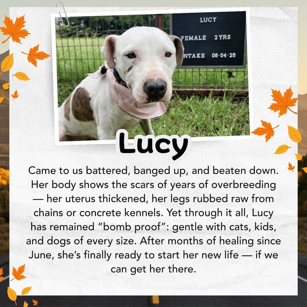 LUCY