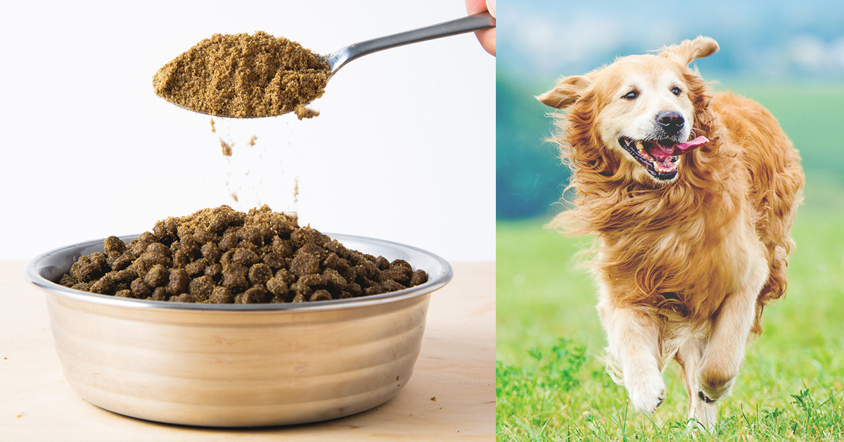 Add This To Your Dog’s Food To Give Them A Longer, Healthier Life