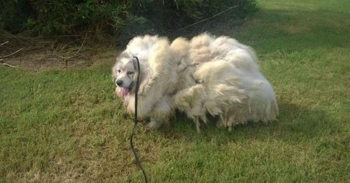 Dog Trapped In Barn For 6-Yrs Is Given An ‘Astounding’ Makeover And A Brand New Life