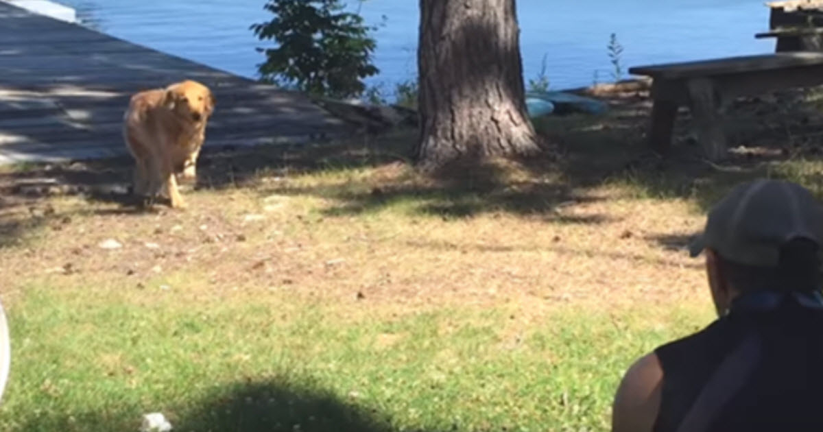 He Thought His Dog Died In The Rapids—10 Days Later, She Comes Running