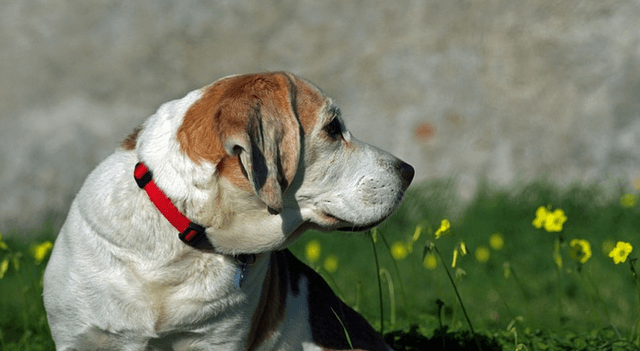 Why CBD Oil Is Becoming So Popular For Dogs With Joint Pain