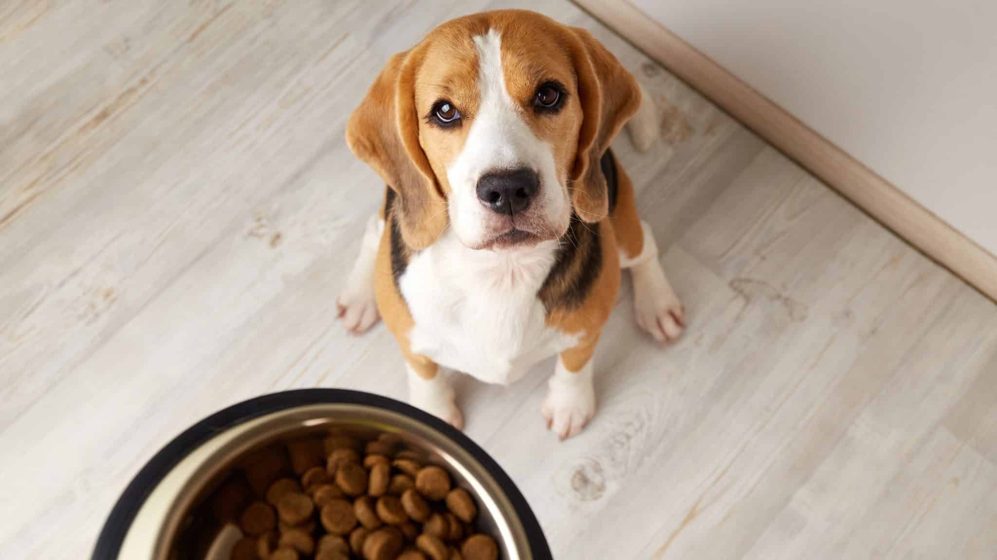 Before You Open Another Bag of Kibble, Read Finch’s Story First