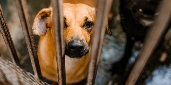 95-Year-Old Woman Found Trapped in a Home With Hundreds of Animals