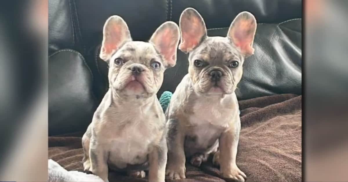 Couple Says Two French Bulldogs from Pet Store Died Within 4-Months