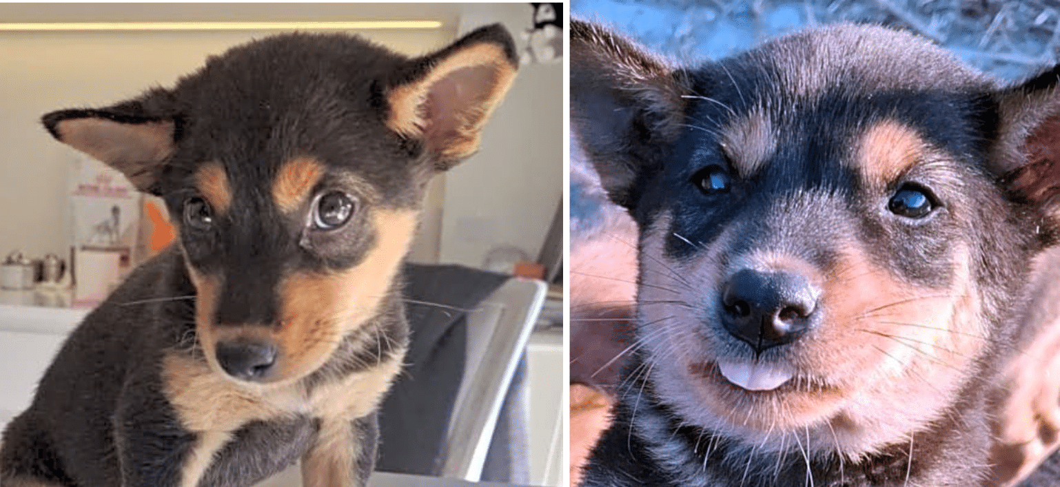 Help Scout Breathe Again: Urgent Care Needed For Brave Street Puppy