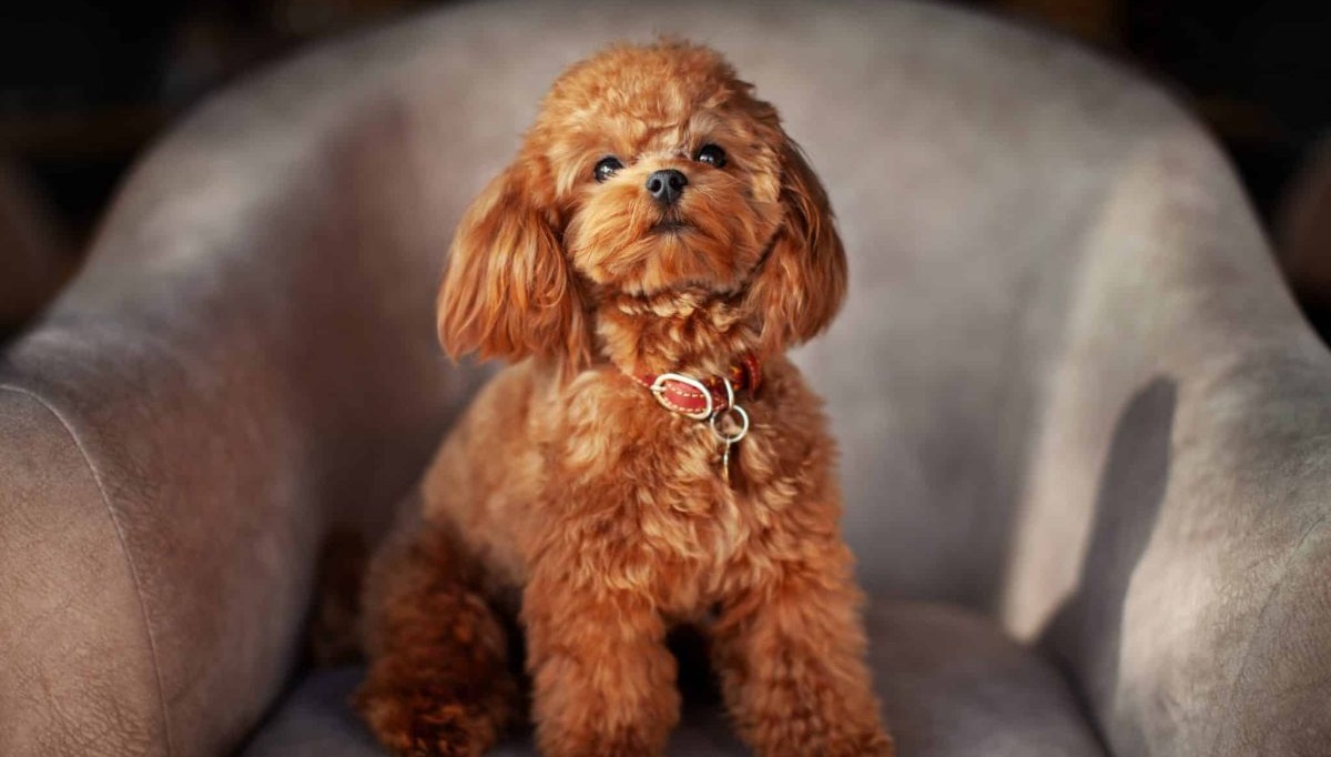 23 Dog Breeds with Human-Like Traits You Won’t Believe