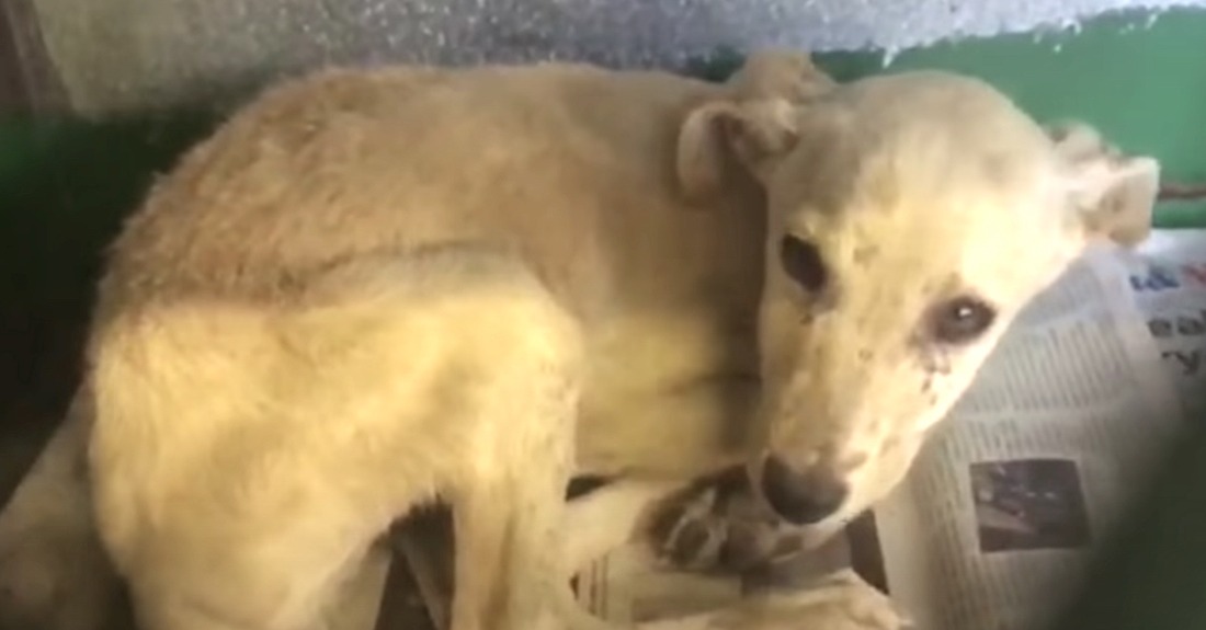 Dog Handed In By Owner To Be Put Down Makes Her First Friend Instead