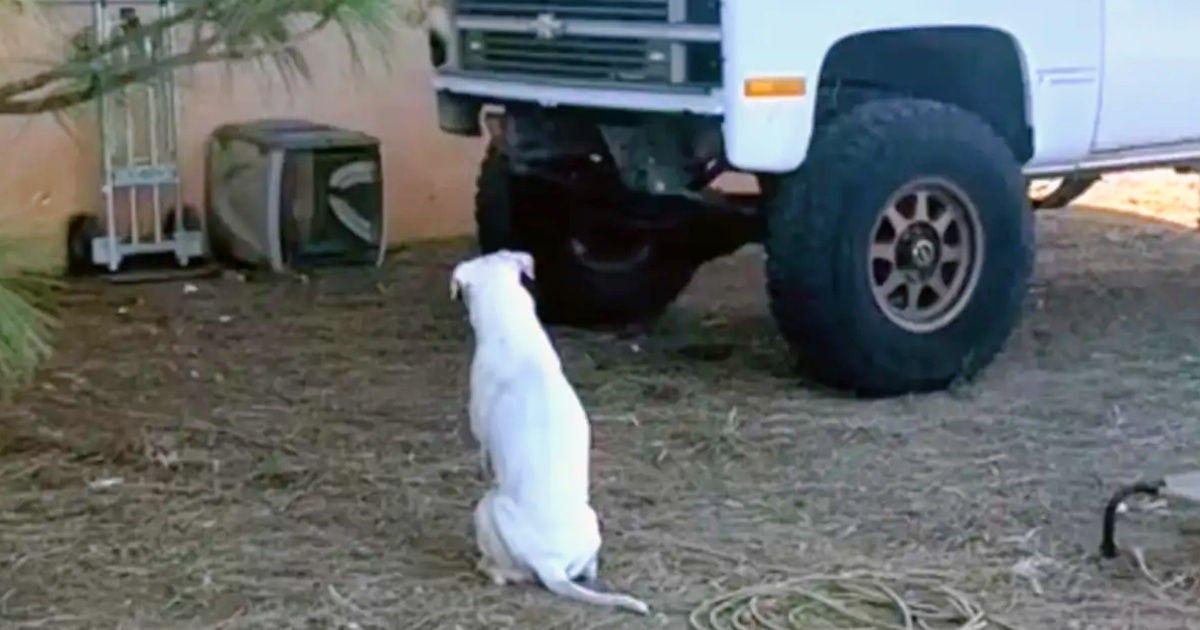 Family’s Deaf Dog Persistently Stared At Broken Down Truck In Driveway