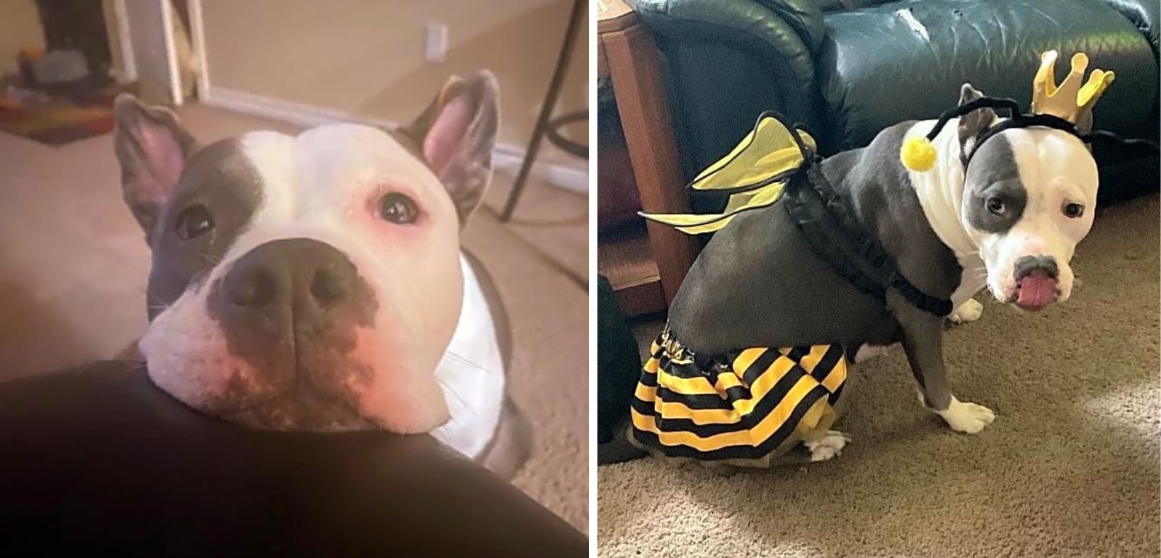 Help Mia Fight Polycystic Kidney Disease