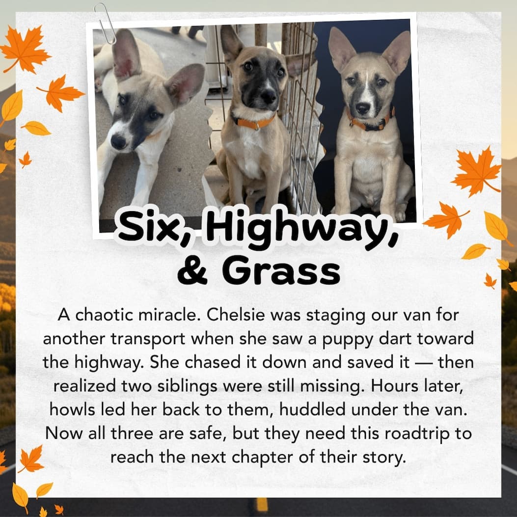 SIX, HIGHWAY, & GRASS