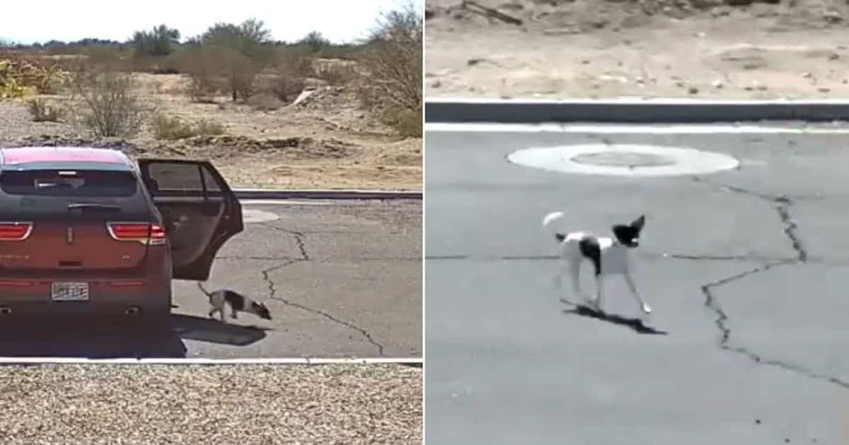 Woman Caught on Video Abandoning Dog with Cruel ‘Bye-Bye’ Faces Charges