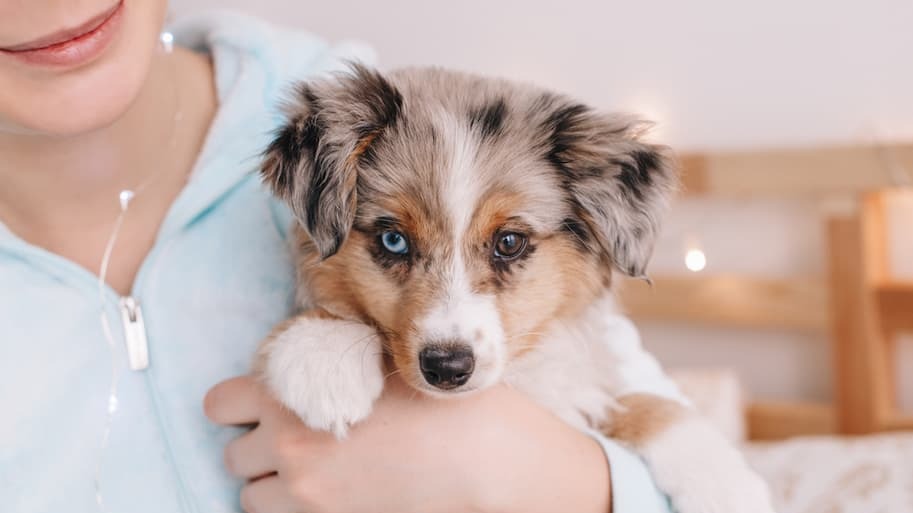 Bringing Home A New Pet? Read This Ultimate Guide For A Happy, Healthy Start
