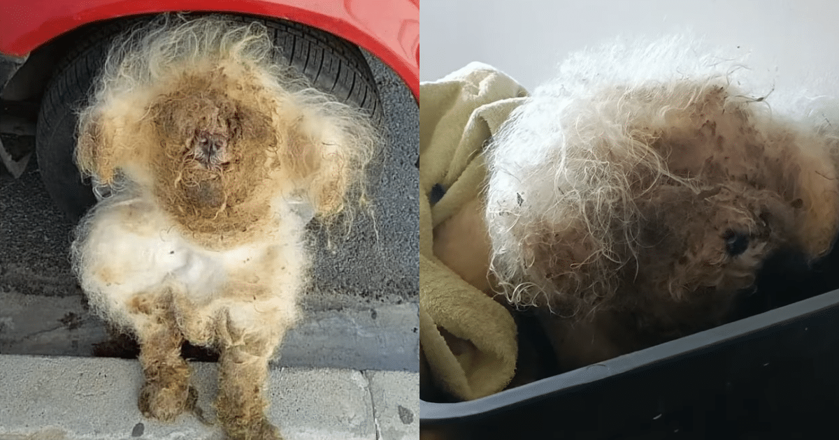 Rescuers Remove Matted Fur, Revealing the Sweet Dog Hidden Beneath
