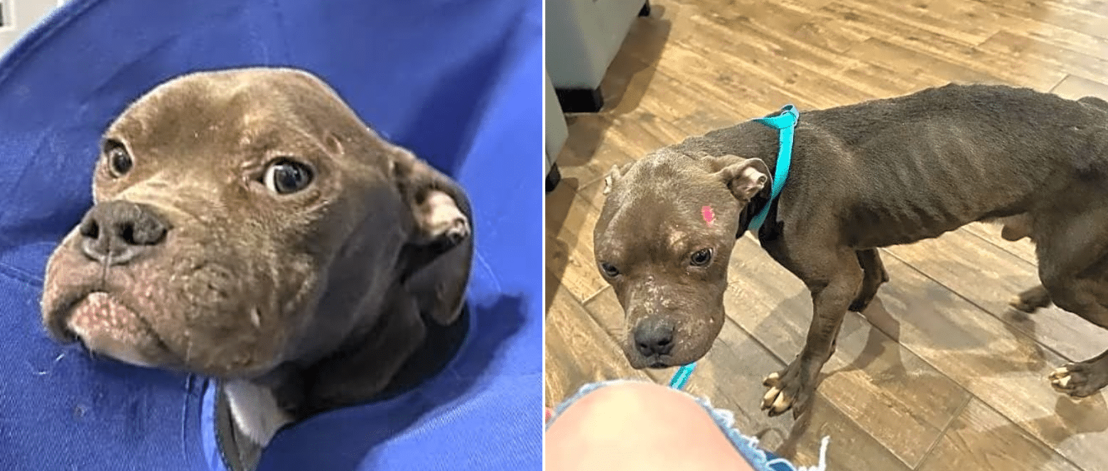 Left To Die On The Side Of The Road, Liam Still Wagged His Injured Tail