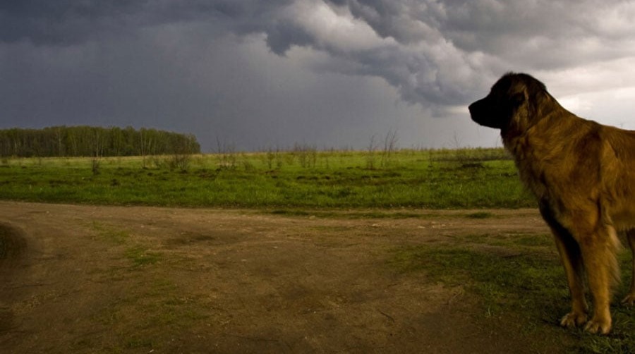How CBD Oil Can Calm a Dog Scared of Thunder