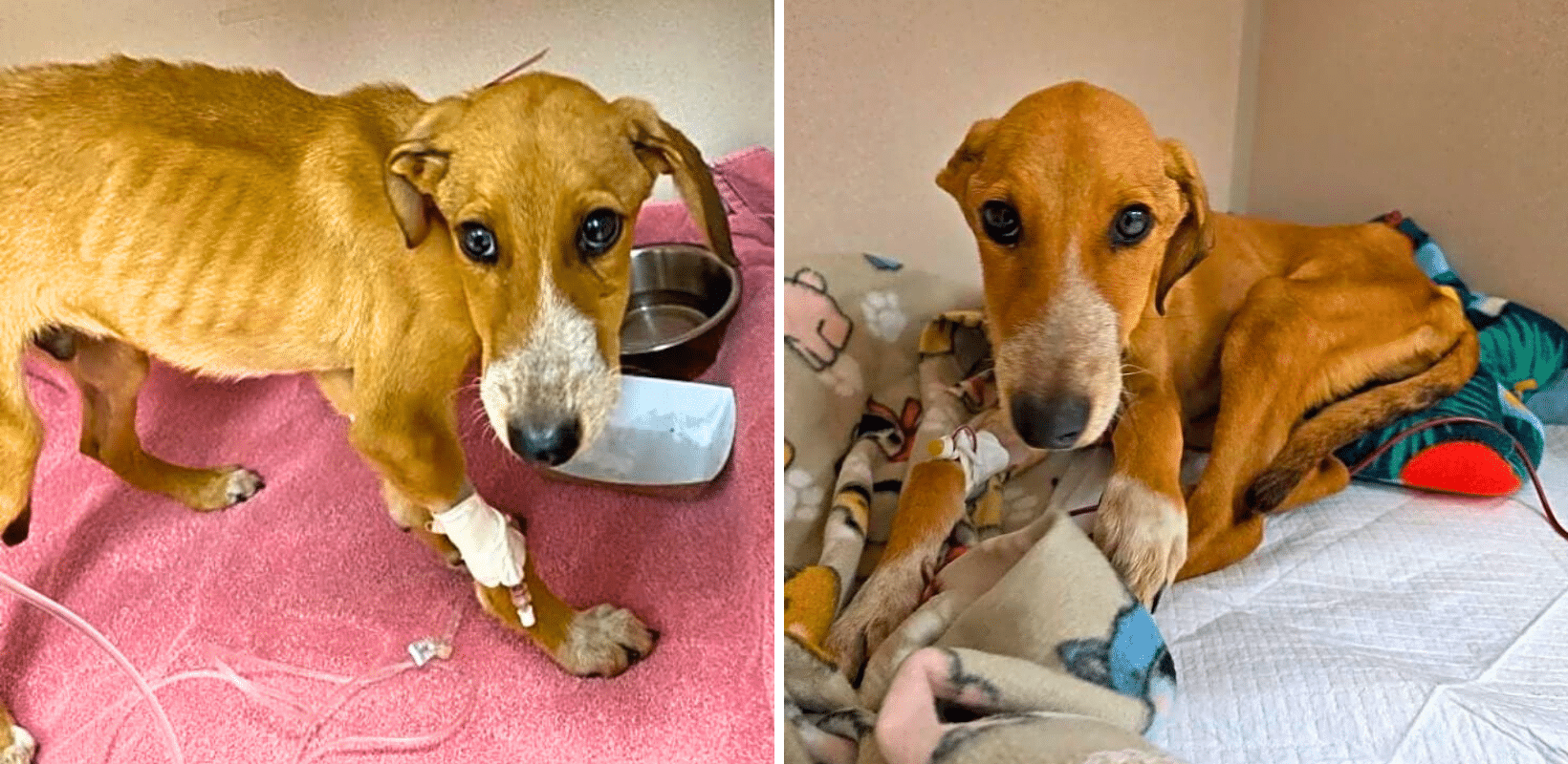 Buddy Was On The Brink Of Starvation. Help Him Fight His Way Back