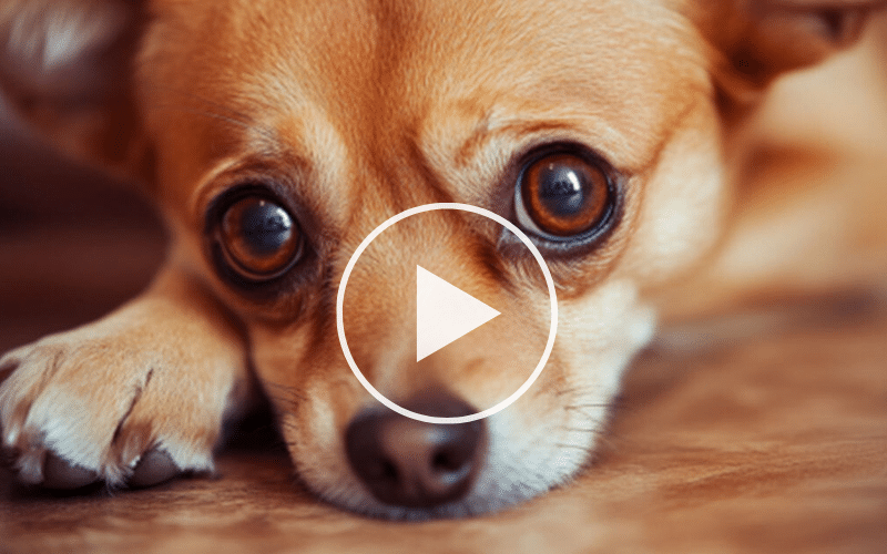 The Worst Toxic Foods For Dogs