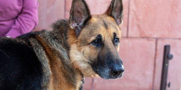 Saving Smokey Was Just The Start