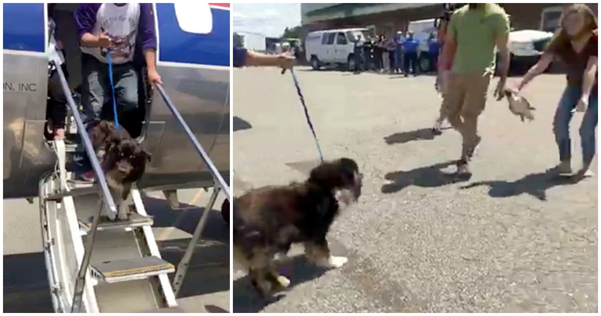 Dog Stepped Off Plane And Sees Her Humans Again After Being Lost For 2-Years