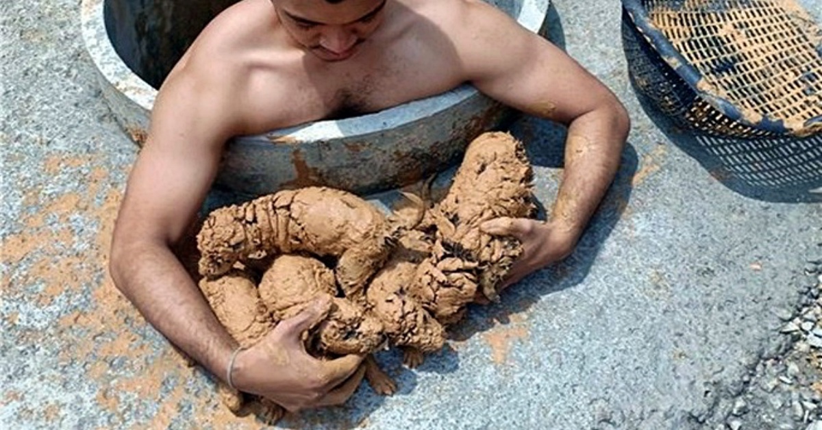 Man Rescues Muddy Puppies From A Well And Then He Washed The Mud Away