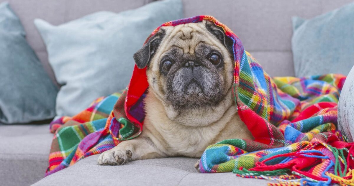 15 Dog Breeds That Aren’t Fans of Winter